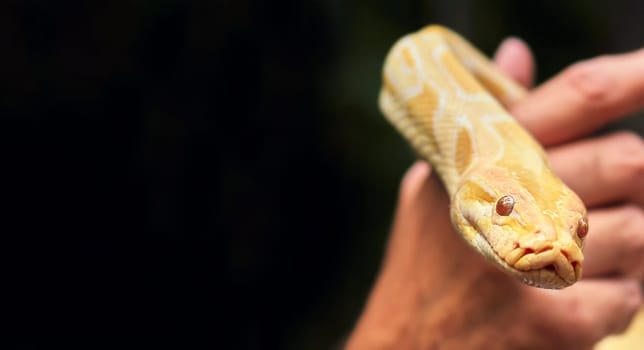 Yellow tropical boa close-up in the hands of a tourist. Albino golden snake.