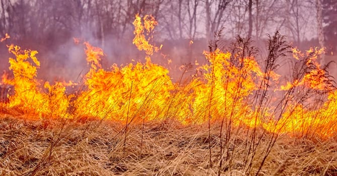 Burning old dry grass in garden. Flaming dry grass on a field. Forest fire. Stubble field is burned by farmer. Fire in the Field.
