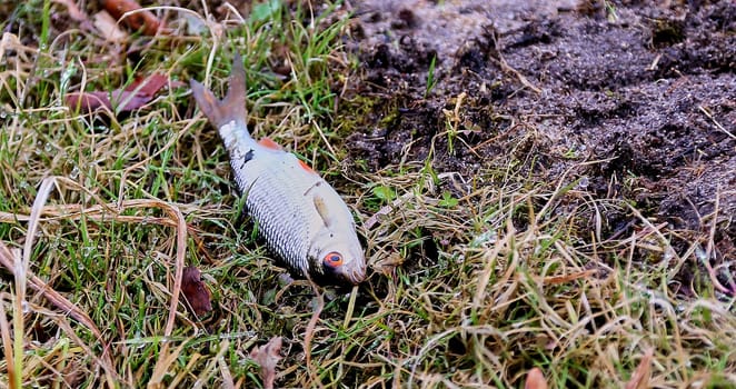 Dead fish lies on the grass on the shore of the lake. Environmental pollution, fresh water poisoning.