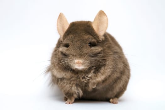 cute fluffy brown chinchilla on a white background, pet rodent animal