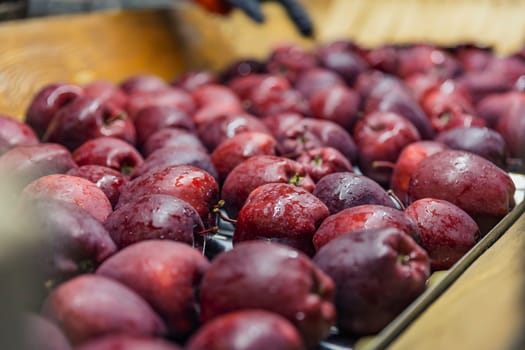 apples on an automatic line for selection and sorting