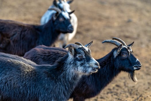 flock of sheep goats and rams. High quality photo