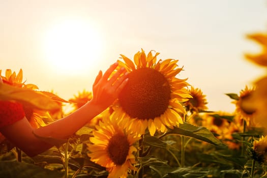 Young woman touches with her fingers a blooming sunflower in a field at sunset. Beauty in nature in the evening in a blooming field