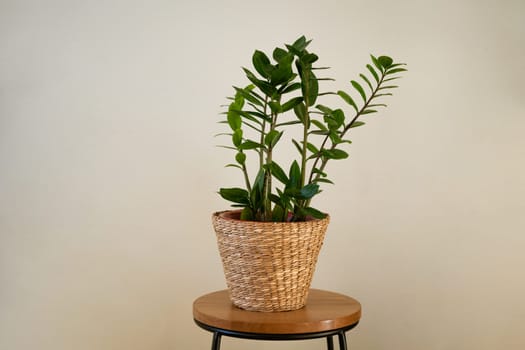 houseplant with green leaves in a straw flowerpot against the background of a light wall