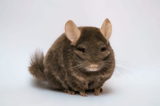 cute fluffy brown chinchilla on a white background, pet rodent animal