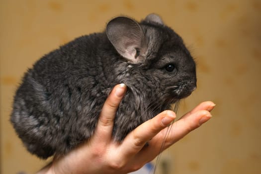 cute fluffy gray chinchilla sitting in her arms