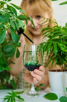 A woman drinks liquid chlorophyll. Selective focus. Nature.