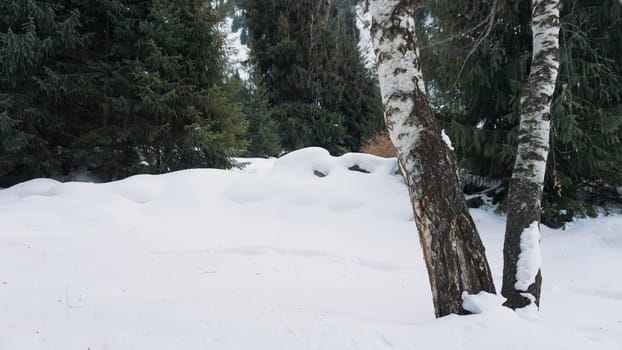 Birches in the winter forest among the firs. There is white snow, large snowdrifts. There are trunks of birch trees. Branches are lying on the snow. Traces of tourists and stones are visible.
