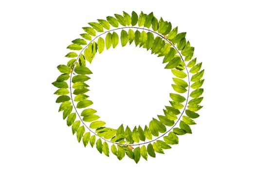 leaf vine circle isolates on a white background