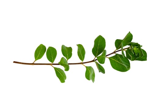 leaf vine isolates on a white background