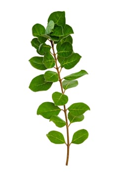 leaf vine isolates on a white background