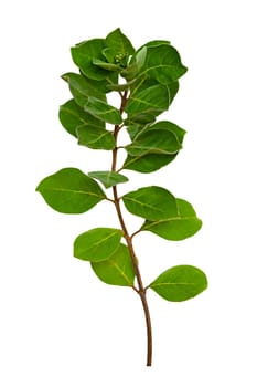 leaf vine isolates on a white background