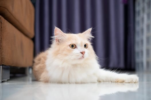 White and brown persian cat with a cute face.
