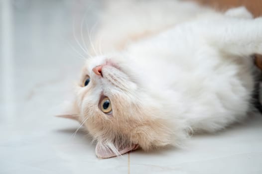 White and brown persian cat with a cute face.