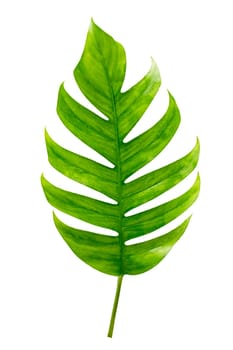 tropical jungle monstera leaves isolated on a white background