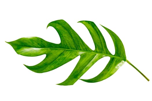 tropical jungle monstera leaves isolated on a white background