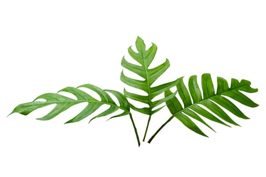 tropical jungle monstera leaves isolated on a white background