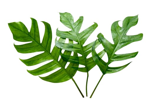 tropical jungle monstera leaves isolated on a white background