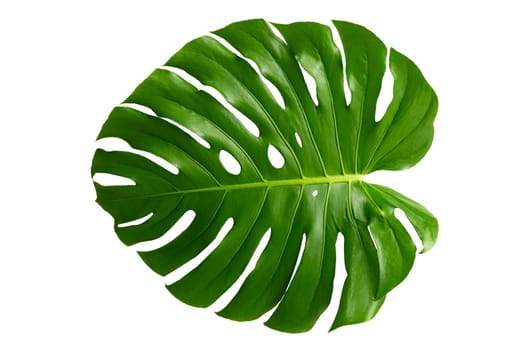 Monstera leaves leaves with Isolate on white background Leaves on white