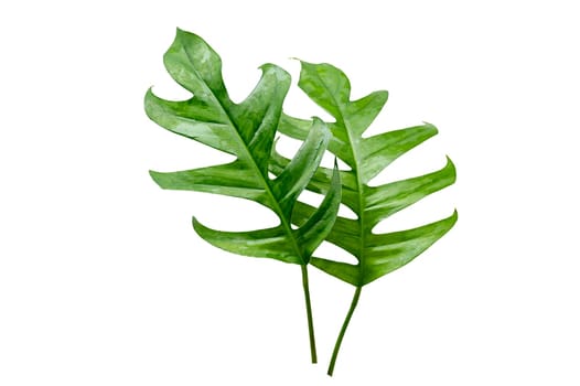 tropical jungle monstera leaves isolated on a white background