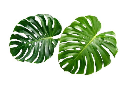 Monstera leaves leaves with Isolate on white background Leaves on white