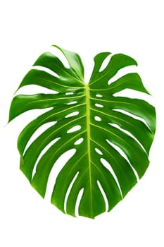 Monstera leaves leaves with Isolate on white background Leaves on white