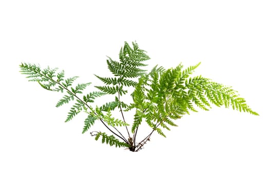 Fern leaves in the evergreen forest on white background. Isolate