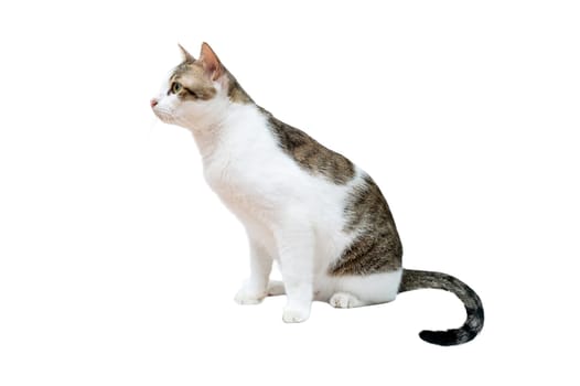 White cat with black stripes, white background, isolate