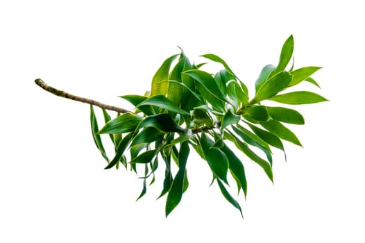 Fragrant Dracaena Tree Dracaena fragrans white background