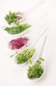 the cultivation of microgreens - red amaranth, mustard, arugula, peas, cilantro on a white