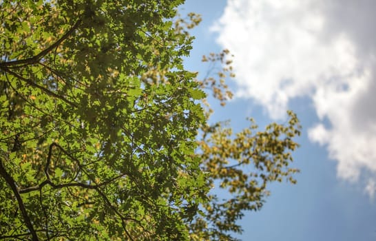 Looking up the oak (Quercus robur) tree, leaves visible against sunny sky.