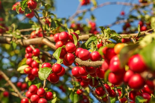 Red Mirabelle Plums / Prunes (Prunus domestica syriaca) growing on tree branches, lit by afternoon sun.