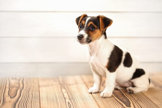 Jack Russell puppy sitting on boards floor, studio shot.
