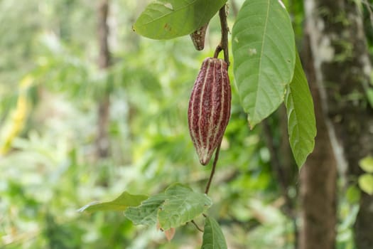 Cocoa pod fruit hang on tree branch. Cacao farm plantation close up on cocoa fruit crop. One raw chocolate fruit. Hanging cocoa pod on tree branch.