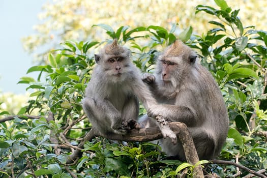 Monkey macaque in the rain forest. Monkeys in the natural environment. Bali, Indonesia. Long-tailed macaques, Macaca fascicularis
