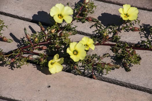 Grielum grandiflorum growing through and flowering on a Namaqualand coastal boardwalk