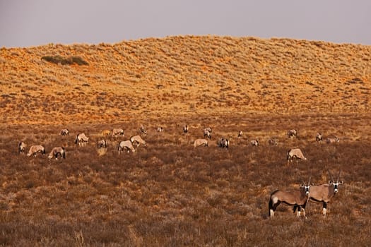 Herd of Kalahari Oryx 5289