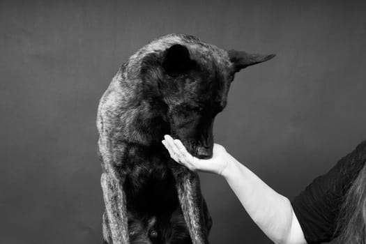 Friendship between Human and dog, feeding and taking a paw in hand