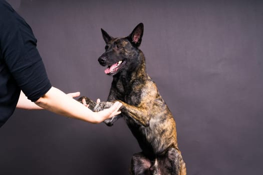 Friendship between Human and dog, feeding and taking a paw in hand