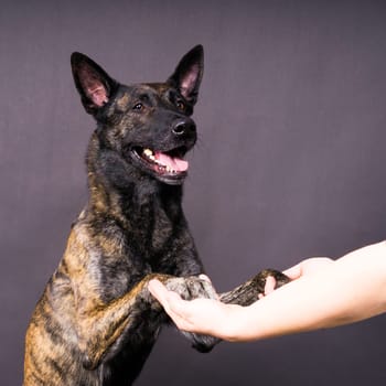 Friendship between Human and dog, feeding and taking a paw in hand