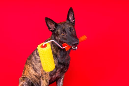 Dog dutch shepherd playing with paint roller in a red room. Renovation concept