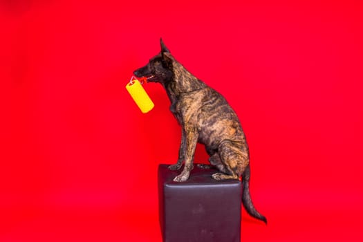 Dog dutch shepherd playing with paint roller in a red room. Renovation concept