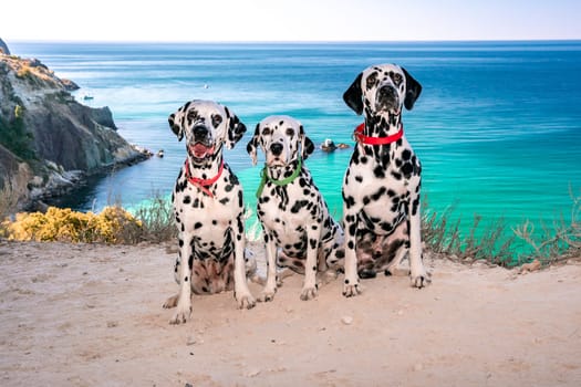 Three obedient Dalmatian dogs sit on the background of the azure sea and look at their owner. Two dogs in red collars, one in green. Concept of holidays and trips to the sea with Pets.