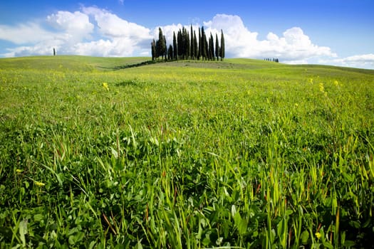 Photographic documentation of the cypresses in the province of Siena Tuscany Italy