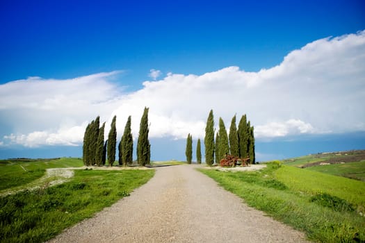 Photographic documentation of the cypresses in the province of Siena Tuscany Italy