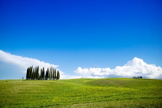 Photographic documentation of the cypresses in the province of Siena Tuscany Italy