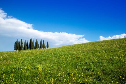 Photographic documentation of the cypresses in the province of Siena Tuscany Italy