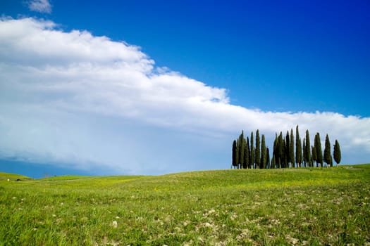 Photographic documentation of the cypresses in the province of Siena Tuscany Italy