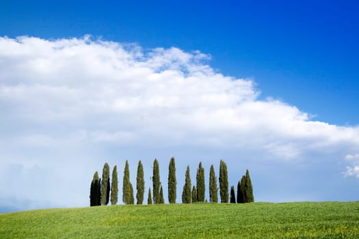 Photographic documentation of the cypresses in the province of Siena Tuscany Italy