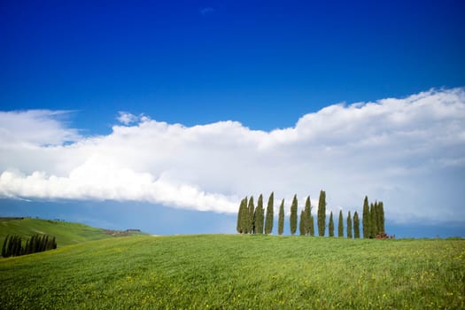 Photographic documentation of the cypresses in the province of Siena Tuscany Italy